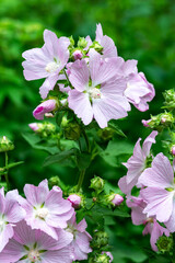Blooming musk mallow grows on a flowerbed in the garden closeup. Pink hollyhock in the park on the lawn outdoors	 - obrazy, fototapety, plakaty