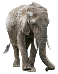 Fototapeta na wymiar African Elephant on white background