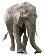 Zelfklevend Fotobehang African Elephant on white background © SunnyS