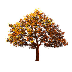 Autumn tree