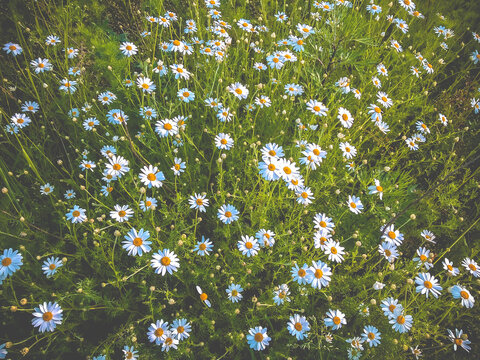 field of small white Chamomile summer day
