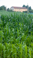 Campo de maiz con plantas verdes