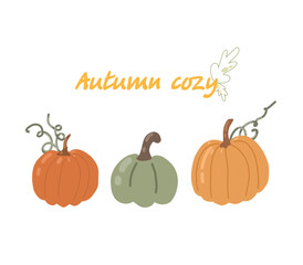 Pumpkin illustration. Autumn illustration with pumpkins for postcards, posters, decor, advertising.