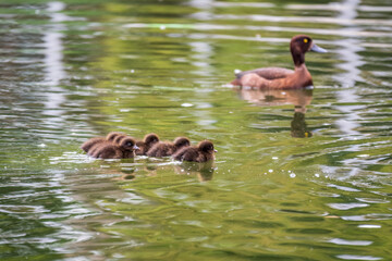 Female Tufted duck swims with her ducklings in green lake
