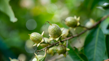 Lagerstroemia speciosa (Pride of India) is a species of Lagerstroemia native to tropical southern Asia. It is a deciduous tree with bright pink to light purple flowers. Lythraceae family.