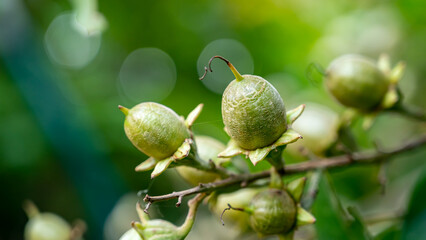 Lagerstroemia speciosa (Pride of India) is a species of Lagerstroemia native to tropical southern Asia. It is a deciduous tree with bright pink to light purple flowers. Lythraceae family.