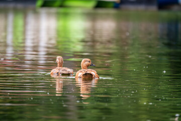 Two Ruddy Shelducks, or red duck, lat. Tadorna ferruginea, swimming on a lake.