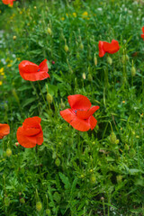 Fototapeta na wymiar Fragile poppies in a green field. Beautiful red flowers in the wild.