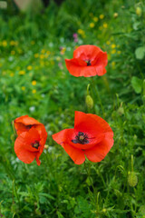 Fototapeta premium Fragile poppies in a green field. Beautiful red flowers in the wild.