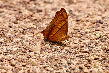 Fototapeta na wymiar butterfly on the sand