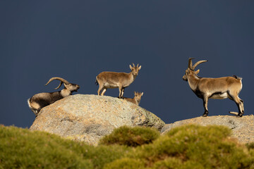 Cabras monteses en la berrea subidas en las rocas