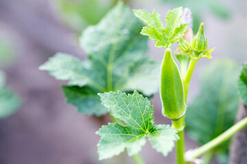 Green okra on a branch in the vegetable garden