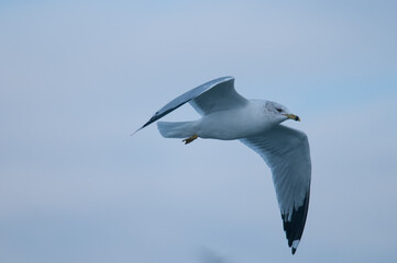 Obraz premium seagull in the sky