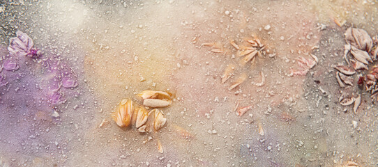 abstract seamless background of frozen colorful dahlia flowers in ice