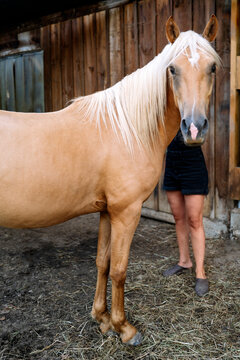 Funny Horse With Human