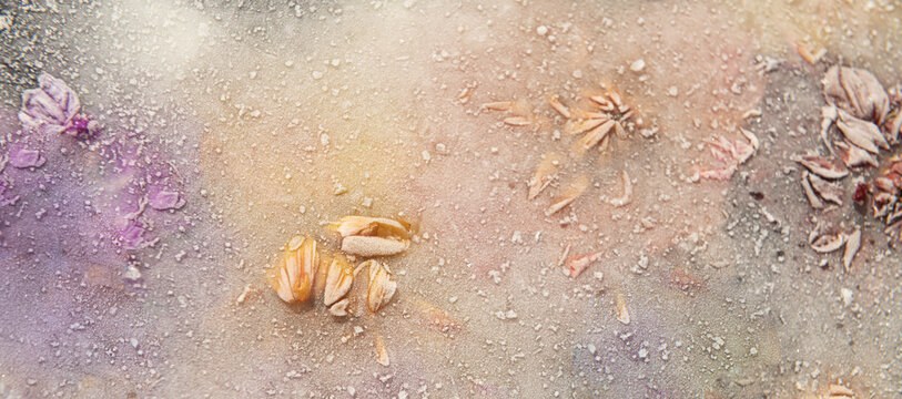 abstract seamless background of frozen colorful dahlia flowers in ice