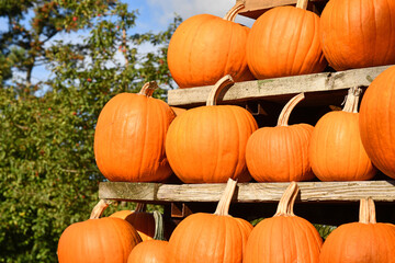 Orange Halloween 'Ghostride' pumpkins on shelves - Powered by Adobe