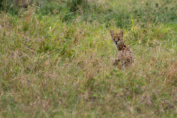 Beautiful serval cat sitting on the grass in the Masai Mara national reserve in Kenya, Africa