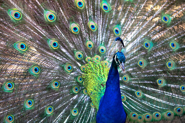 Obraz premium close-up portrait of a peacock with open tail
