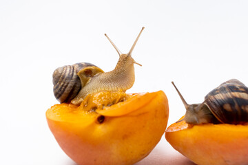 Two large grape garden snails Helix pomatia sit on apricots and eat. © Zarina Lukash
