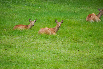 【北海道】草むらにいた野生の鹿