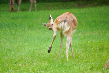 【北海道】草むらにいた野生の鹿