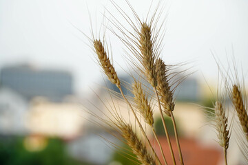 Fototapeta premium ears of wheat. daytime photo.
