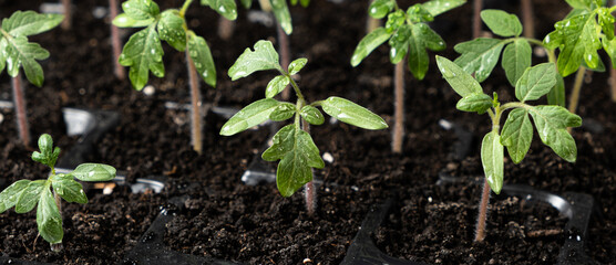 Growing tomatoes from seeds, step by step. Step 7 - the sprouts have grown.