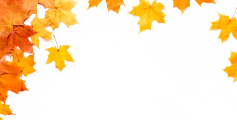 Fototapeta Autumn background with place for text. Composition of Maple leaves on white. Copy space obraz