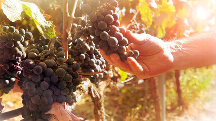 Shallow focus and soft sunlight against farmer hand taking care of cluster grapes
