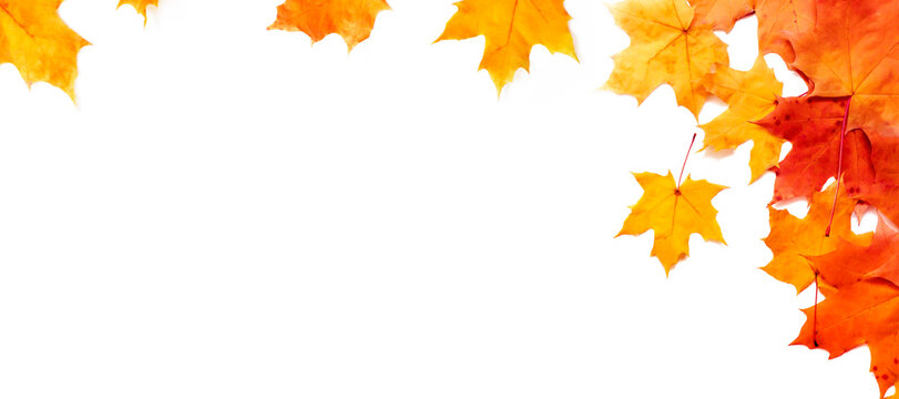 Fototapeta Autumn banner with place for text. Composition of Maple leaves on white.