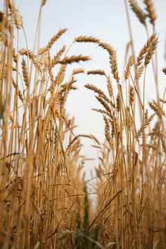 Ears of ripe wheat on sky background. Rich grain harvest, agriculture concept. Vertical image.