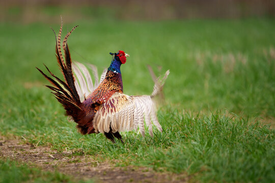 Dance of the common pheasant in the season of love