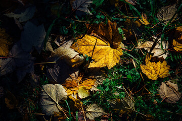 Colorful carpet of yellow, green, red fallen leaves in evening light, close-up. Abstract autumn foliage background.