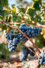 Grappoli di uva nera nel vigneto durante la vendemmia