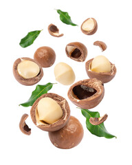 Fototapeta na wymiar Macadamia nut levitate in the air isolated on white background. 