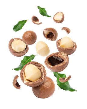 Macadamia nut levitate in the air isolated on white background. 