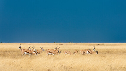 Fototapeta na wymiar Herd of Springbok grazing in the late afternoon sun