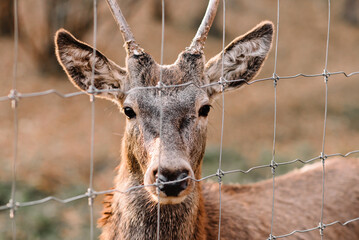 deer in the enclosure close up. looking into the frame. autumn season.
