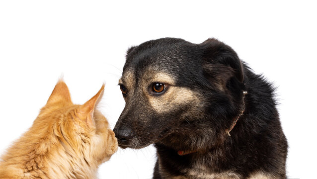 Head shot of pretty adult stray dog, sitting side ways nose to nose with a red cat. Isolated on a white background.