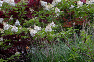 flowers in the garden with white flower
