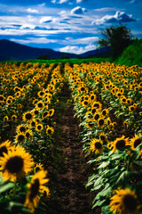 Obraz premium ヒマワリ/sunflower