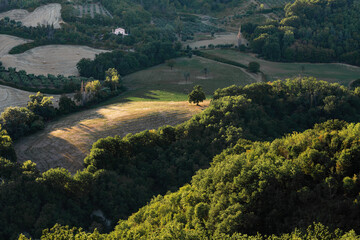 View of the fields and trees near Belvedere Fogliense in the Marche region of Italy