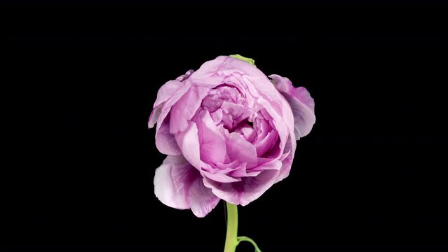Lily Peony Blooms and Wilt in Time Lapse on a Black Background. Pink Tender Flower Concept of Fragile
