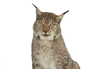 Fotobehang portret lynx geïsoleerd op witte achtergrond © fotomaster