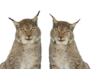  portrait lynxs isolated on white background © fotomaster