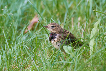 
Verletzter Wiesenpieper nach einem Katzenangriff	

