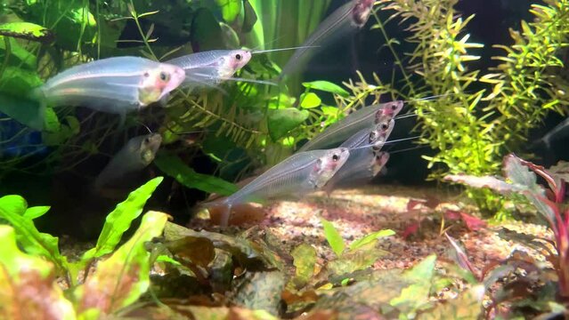 Glass catfish (Kryptopterus bicirrhis) - a flock of glass transparent freshwater fish in an aquarium. The spine and bones are visible. Transparent Glass or Ghost catfish.