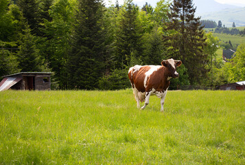 Fototapeta na wymiar The cow is grazing in beautiful mountains, Carpathian mountains, Ukraine