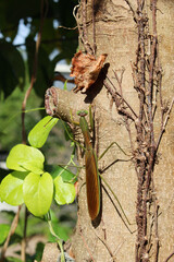 木にとまるオオカマキリ